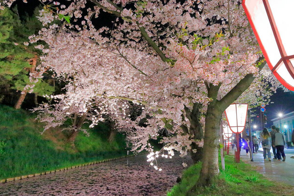 красивые вишневые деревья в Японии