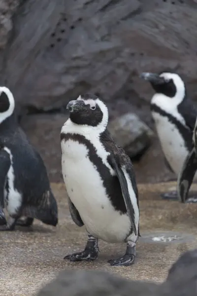 Κοντινή Θέα Των Όμορφων Και Χαριτωμένων Πιγκουίνος Στο Ζωολογικό Κήπο — Φωτογραφία Αρχείου