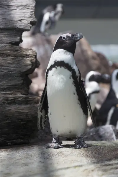 Vista Cerca Hermoso Lindo Pingüino Zoológico —  Fotos de Stock