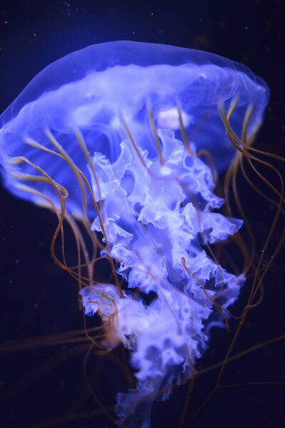 illuminated jellyfish in the sea