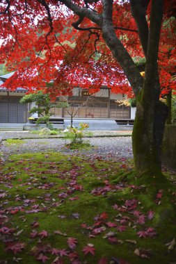 Japonya 'da sonbahar akçaağaç ağaçları