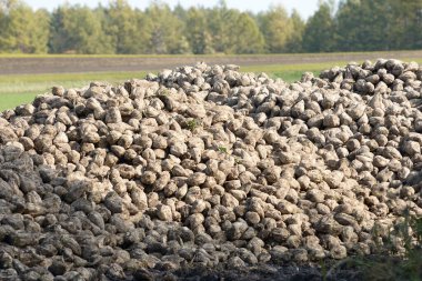 Dışarıda toplanmış büyük bir şeker pancarı yığını.