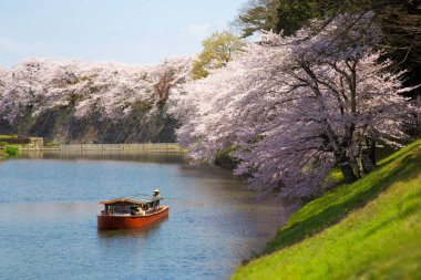 Kiraz çiçekleri ve Japon bahçesi.