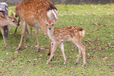 Japonya 'daki Nara parkında yeşil çimlerin üzerinde toplanan bir grup geyik.
