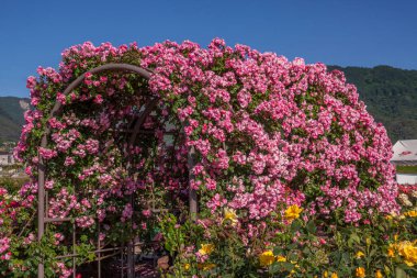 Pembe ve kırmızı çiçek çiçeklenme
