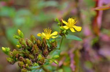 Bahçedeki güzel çiçekler