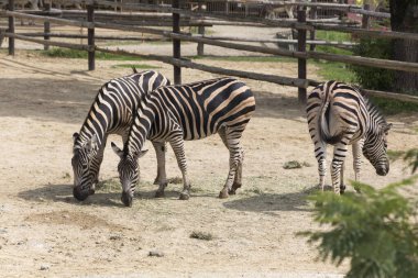Hayvanat bahçesindeki zebralar 