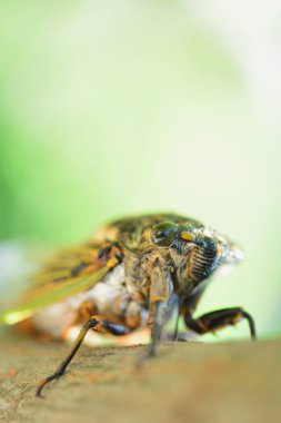 Vahşi doğada böceğe yakın çekim. Böceğin makro görüntüsü