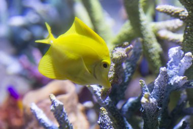 Akvaryumdaki balıklar.