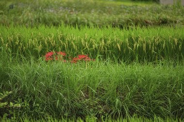 Japonya 'da çiçek açan amiral kümesi.