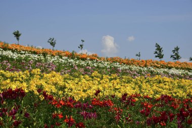 Bahçedeki güzel çiçekler