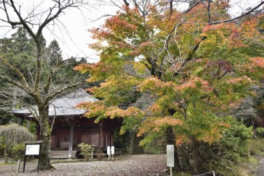 Japonya 'da sonbahar akçaağaç ağaçları
