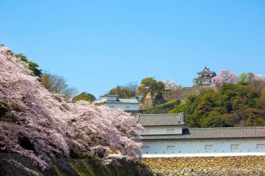 Kiraz çiçekleri ve Japon bahçesi.