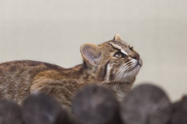 Japon hayvanat bahçesindeki vahşi kedi portresini kapat. 