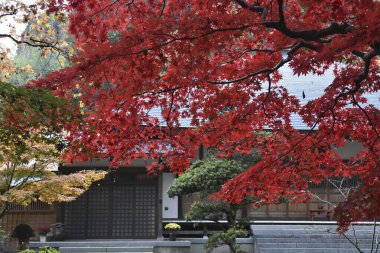 Japonya 'da sonbahar akçaağaç ağaçları