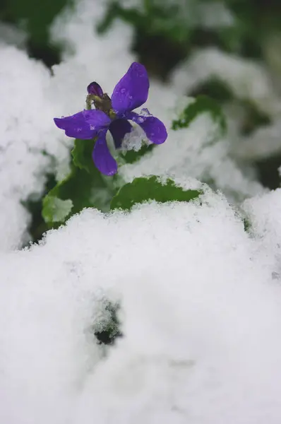 Fialové Květy Sněhu — Stock fotografie