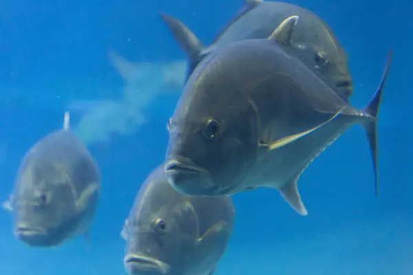 close up of a group of silver fish.