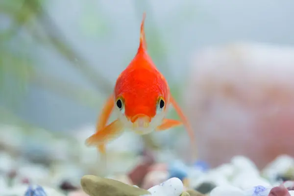 Bonito Peixe Dourado Aquário Close — Fotografia de Stock