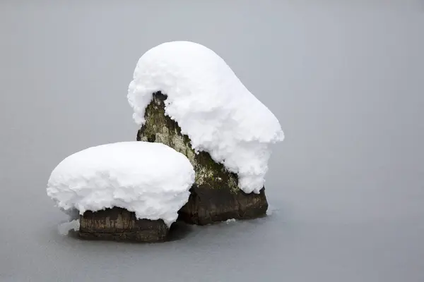 Tronco Árbol Cubierto Nieve Bosque — Foto de Stock