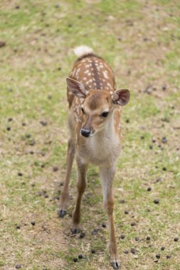 Japonya 'daki Nara Parkı' nda yeşil çimlerin üzerindeki geyik.