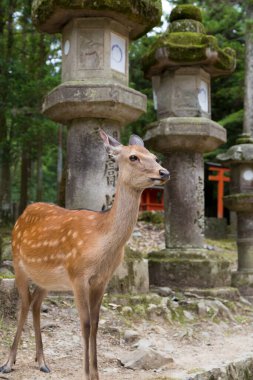 Japonya 'daki Nara Parkı' nda yeşil çimlerin üzerindeki geyik.