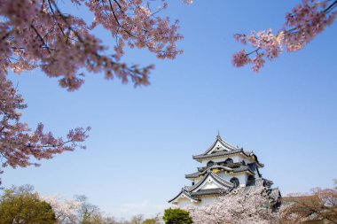 Kiraz çiçekleri ve Japon bahçesi.