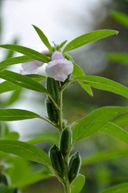 gündüz açık büyüyen renkli çiçekler yakın