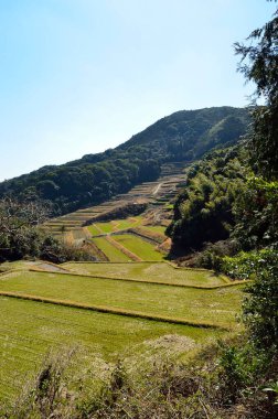 Pirinç terasları olan güzel bir manzara. 