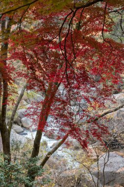 Japonya 'daki ağaçta sonbahar yaprakları