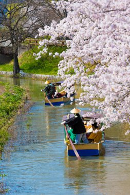 Kiraz çiçekleri ve Japon bahçesi.