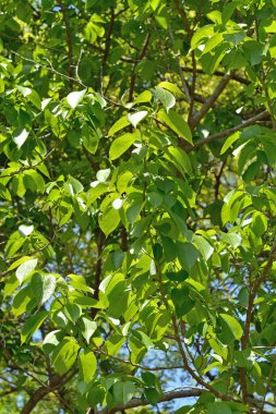 Bahçede yeşil yapraklar