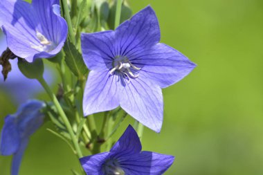 Güzel mavi çiçekler, yakın çekim, makro manzara