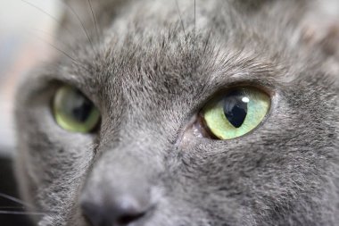 Yakından. Yeşil gözlü bir kedi yüzü. 