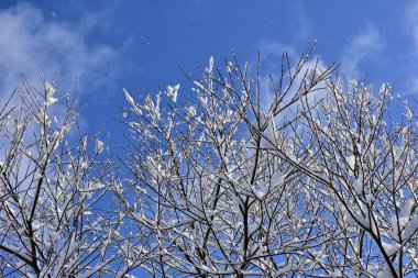 Japonya 'da çiçek açan sakura ile bahar arkaplanı