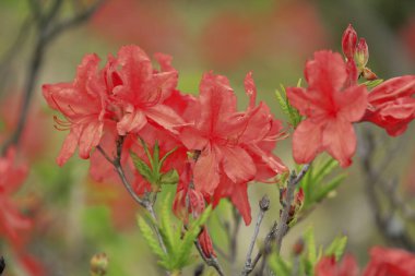 Bahçede kırmızı ormangülü çiçek