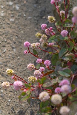 Güzel çiçeklere, doğaya ve bitki örtüsüne yakın.
