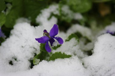 Bahçedeki güzel çiçekler