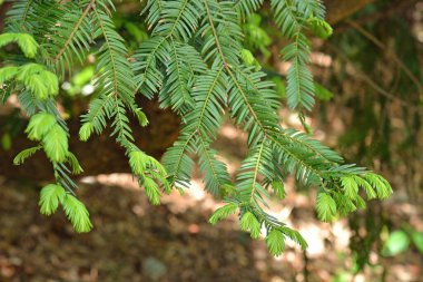 Ormandaki bir ağacın yakınında.