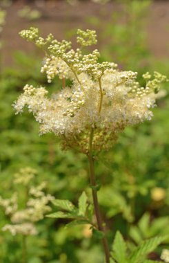 Bahçede beyaz çiçekler