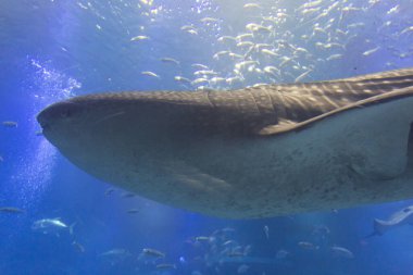 Mavi sudaki köpekbalığının yakın çekim görüntüsü