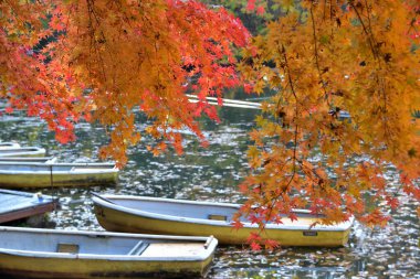 Kyoto, Japonya 'da sonbahar mevsiminde renkli akçaağaç yaprakları.