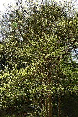 Ormanda yeşil yapraklar