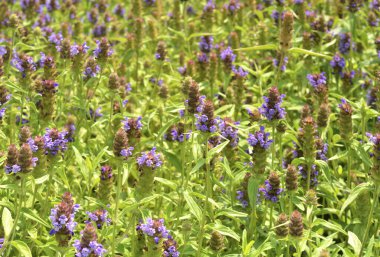 Bahçedeki güzel çiçekler