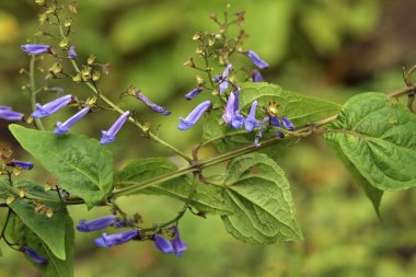 Güzel çiçekleri, doğayı ve bitki örtüsünü kapatın.