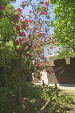 Japonya 'da kiraz çiçekleri, Tokyo