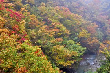 Sonbahar yapraklı renkli bir orman.