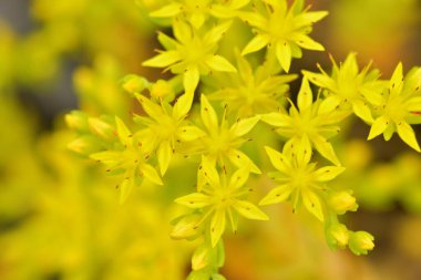 Güzel botanik fotoğrafı, doğal duvar kağıdı.
