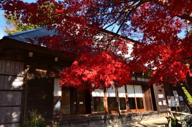 Japonya 'da güzel bir sonbahar, geleneksel bir ev ve kırmızı yapraklı akçaağaç ağaçları. 