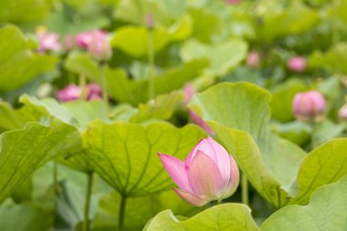 Gölette nilüfer çiçekleri