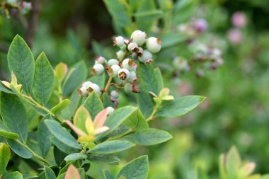 Baharda bahçede çiçekler.